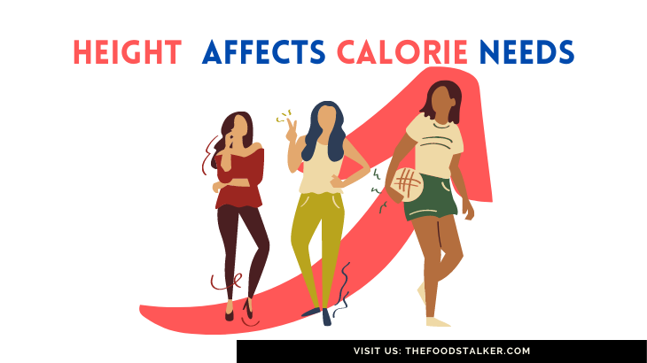 Height affects Calorie Requirements